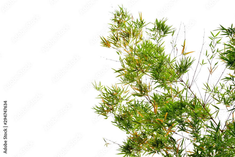 Fototapeta premium Bamboo leaves isolated on white background