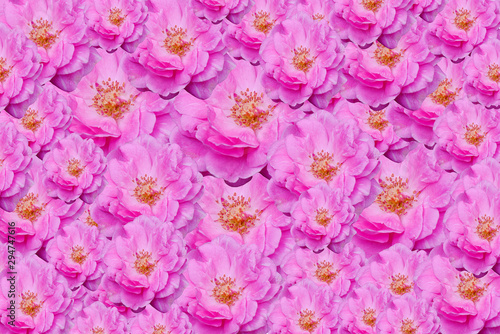Sweet pink rose for flowers background