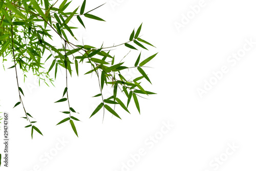 Bambusów liście odizolowywający na białym tle