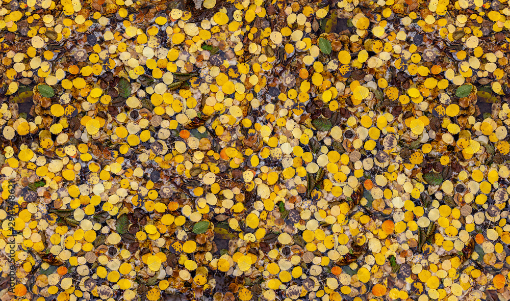 Golden aspen leaves cover the forest ground creating colorful background texture Golden aspen leaves cover the forest ground creating colorful background texture