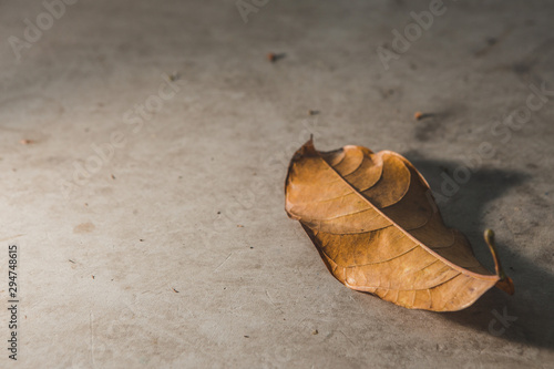 Dry leaves on the concrete floor  with sunlight and shadow