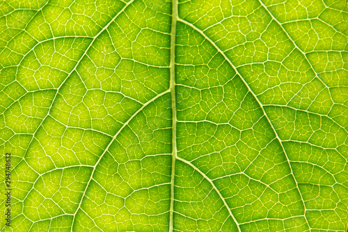 Close up of backlit Beautiful Pattern Green leaf