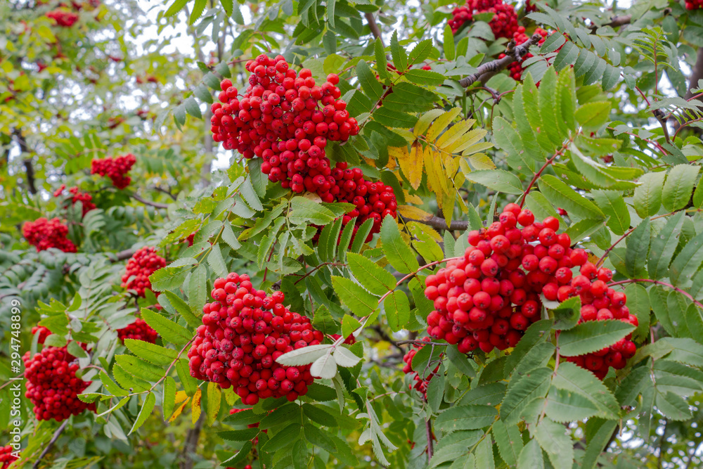 Rowan close-up. The fruits of a juicy mountain ash under the autumn sun. Beautiful mountain ash with tassels of ripe red berries in early autumn. A tree blooming with rowan berries in the fall. Autumn Rowan close-up. The fruits of a juicy mountain ash under the autumn sun. Beautiful mountain ash with tassels of ripe red berries in early autumn. A tree blooming with rowan berries in the fall. Autumn