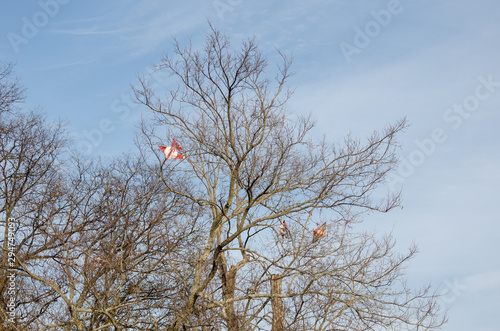 Kite Tree