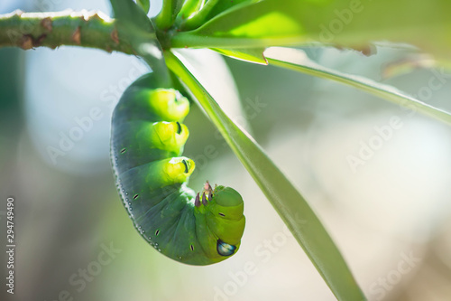 Caterpillars on leaves with blur background. Close up beautiful green caterpillar. Beautiful caterpillar creeps on big green leaf. photo