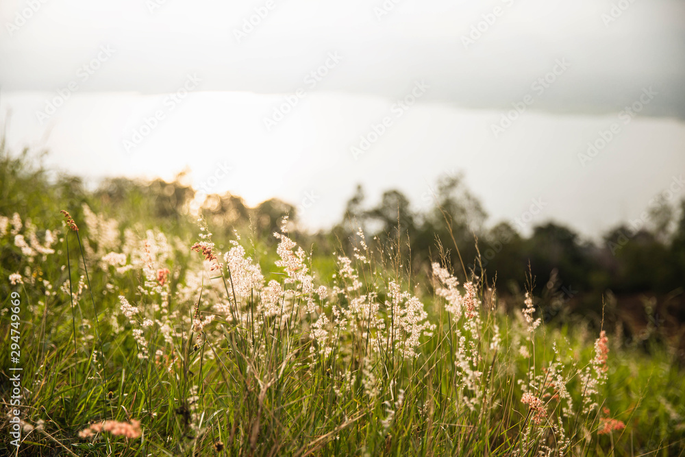 Green grass meadow on top of mountain edge. Enjoying nature sunset.Freedom.Enjoyment.Relaxing in mountains at sunrise.