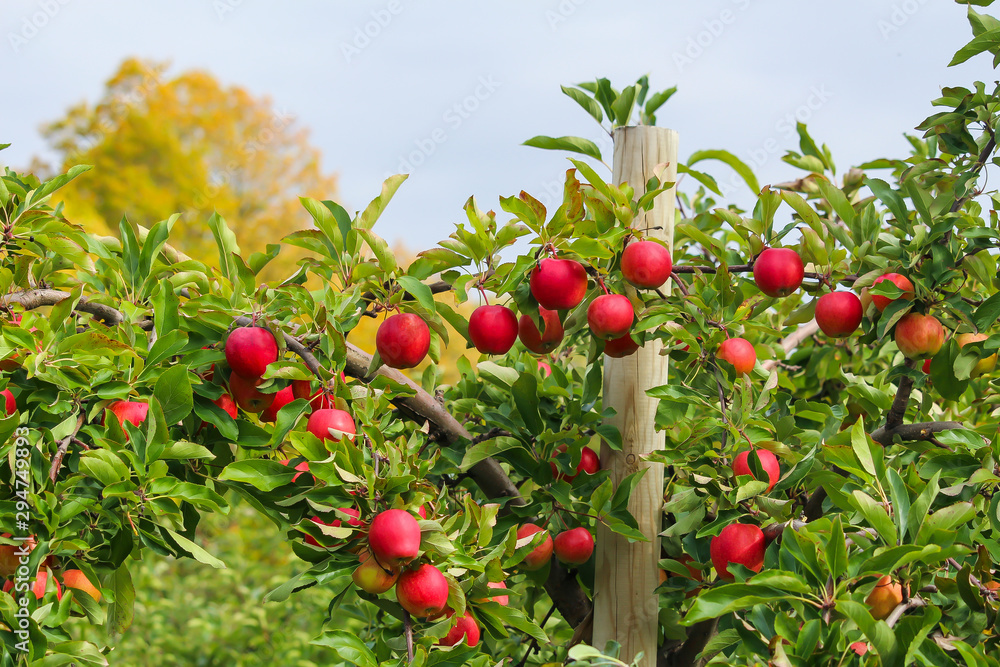 Red apples on apple tree, Vergers & Cidrerie Denis Charbonneau, Quebec, Canada