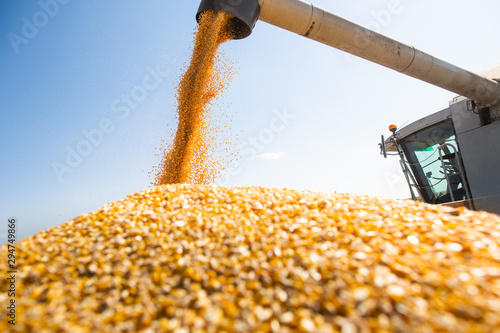 Pouring corn grain into tractor trailer