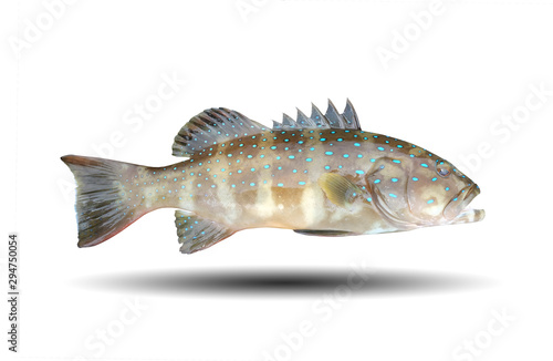 Fresh Blue leopard grouper fish isolated on white background.