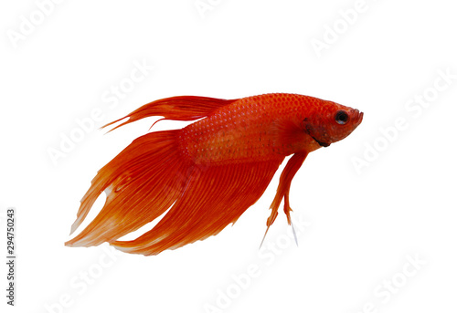 Red fighting fish isolated on white background.