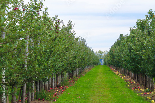 Rows of apple trees for picking, Vergers & Cidrerie Denis Charbonneau, Quebec, Canada photo