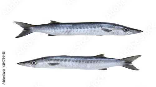 Barracuda or Seapike fish isolated on white background.