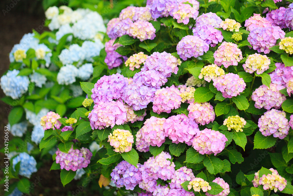 Purple Hydrangea flower in the garden Purple Hydrangea flower in the garden