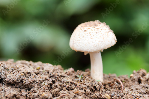 Tropical poisonous mushrooms blossoming in the forest.