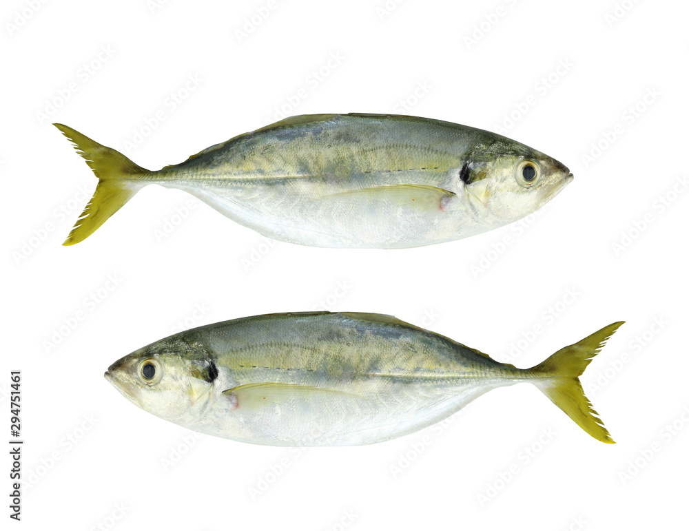 BAREBREAST JACK Fish isolated on white. BAREBREAST JACK Fish isolated on white.
