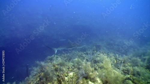 Wallpaper Mural Close-up school of gray reef sharks Carcharhinus perezii underwater landscape Caribbean Sea and animal predator in marine life in tropical wildlife of aquatic exotic ecosystem of ocean Cuba. Torontodigital.ca
