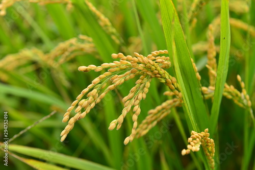 Mature rice in the field photo