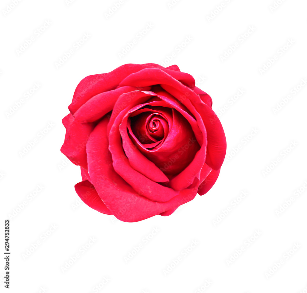 Red rose petal flower spiral patterns texture blooming in nature garden top view isolated om white background , clipping path Red rose petal flower spiral patterns texture blooming in nature garden top view isolated om white background , clipping path