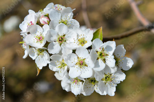 Pear flower in full bloom in spring