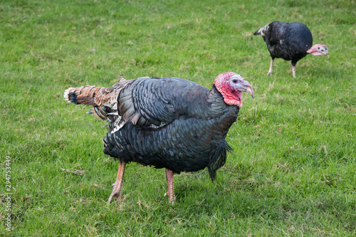 A male turkey losing some of his feathers