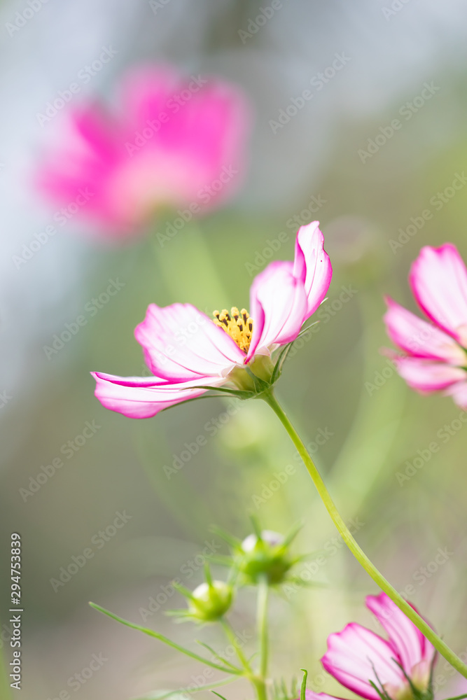 Fototapeta premium 秋の里山のコスモス畑