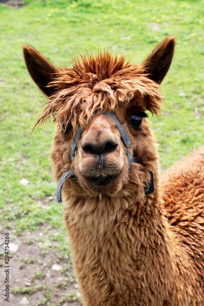 Fototapeta premium brown alpaca