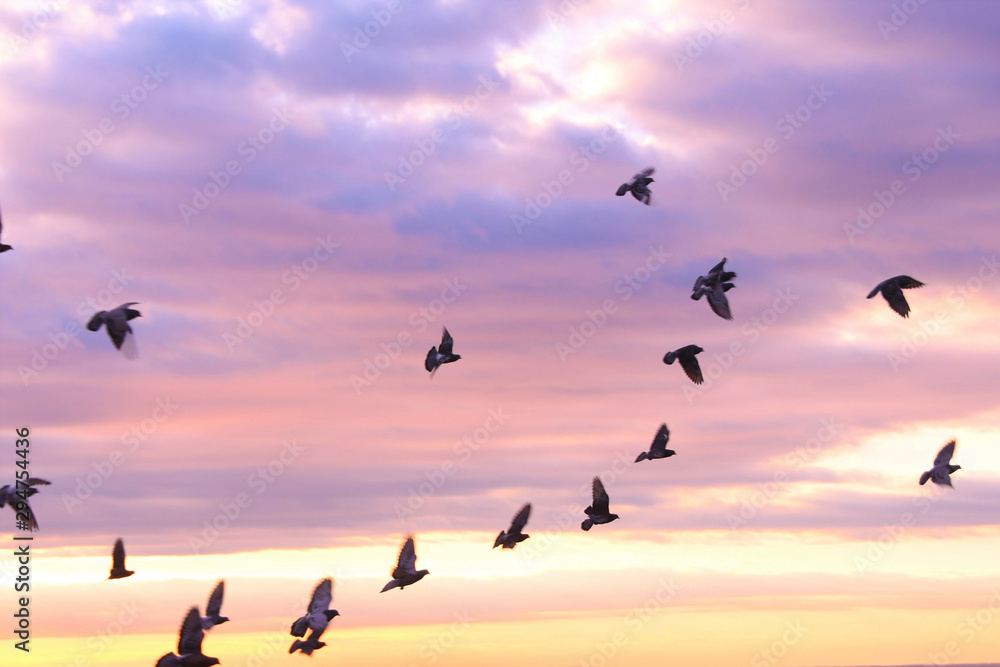 夕焼け空と鳩
