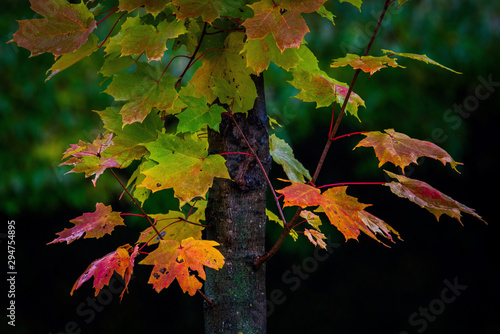 red maple leaves
