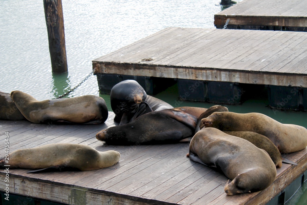 Fototapeta premium sea lion scratching
