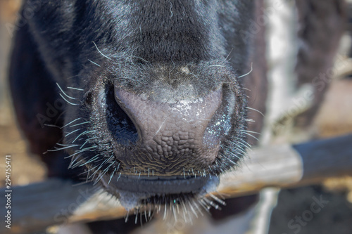 The nose of a black cow close-up. The cow's nose glistens in the sunlight. Big nose of a bull with 
