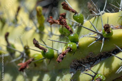 Detail of Cochal cactus, Myrtillocactus cochal photo