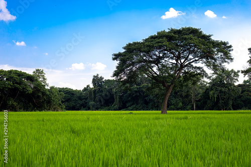 The shade tree in the green rice field in the afternoon. 