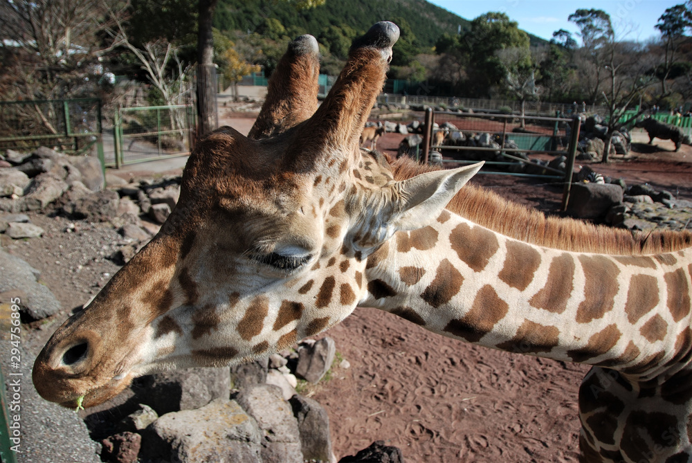 Obraz premium 網目キリンアップ