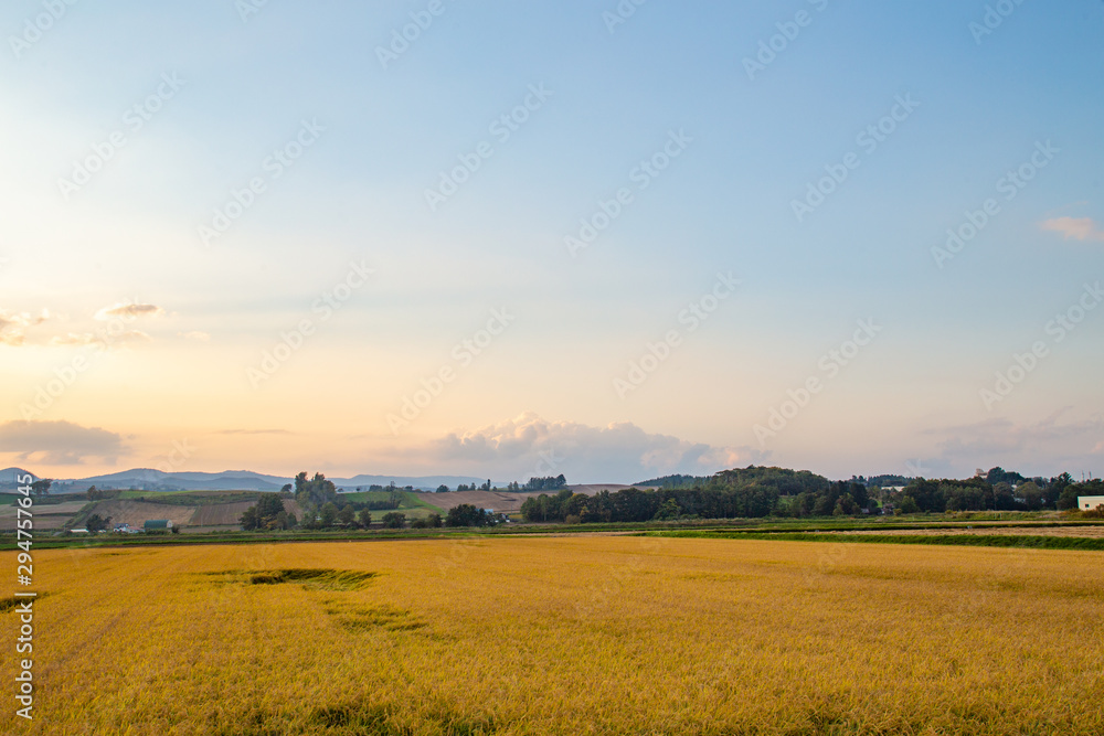 Obraz premium sunset over rice field, Furano, Hokkaido, Japan