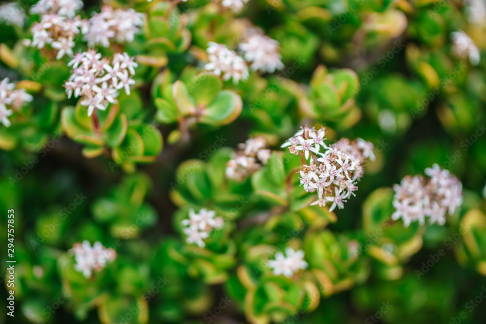 Crassula ovata. Close up of flowers on a jade plant crassula ovata Crassula ovata. Close up of flowers on a jade plant crassula ovata