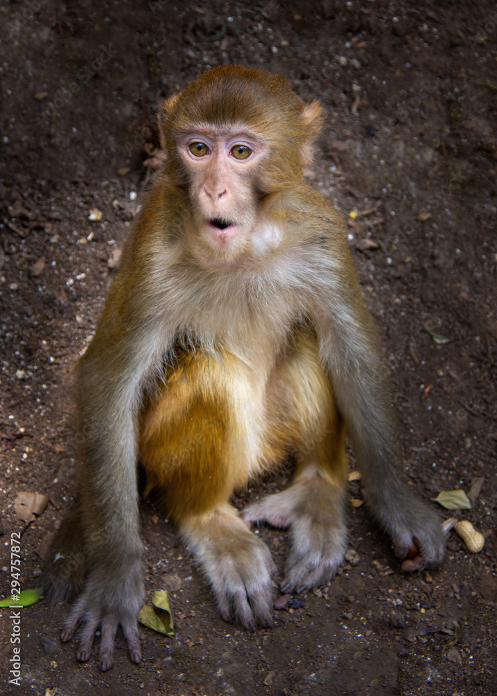 Qianning Macaque