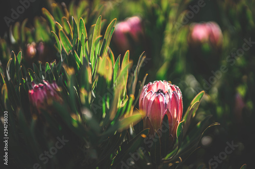 Canvastavla King protea plant