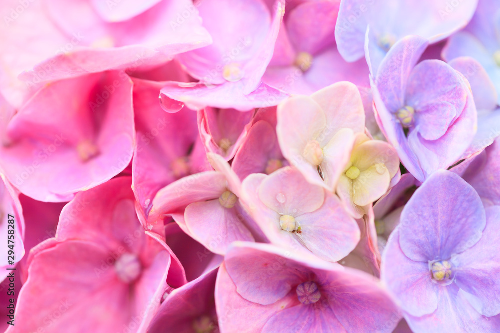Pink hydrangea flowers and water drops Pink hydrangea flowers and water drops
