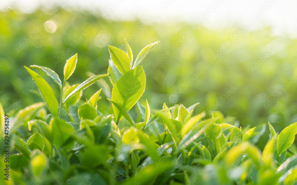 Green tea buds and leaves at early morning on plantation - obrazy, fototapety, plakaty 