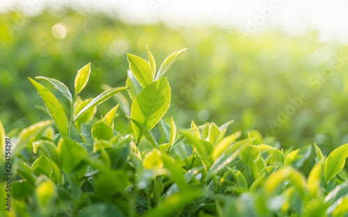Obraz na płótnie Green tea buds and leaves at early morning on plantation