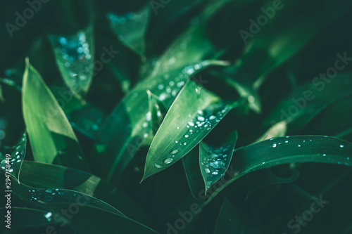 tropical leaf with rain droplets, dark green foliage texture backgrounds