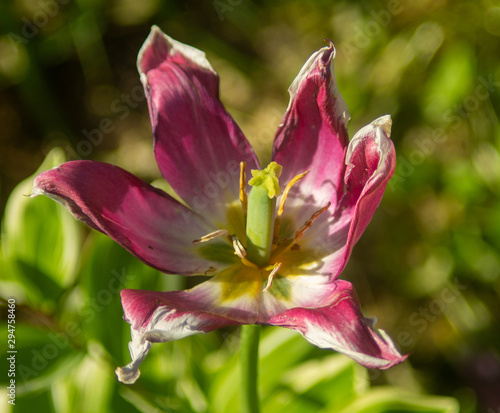 pink lily