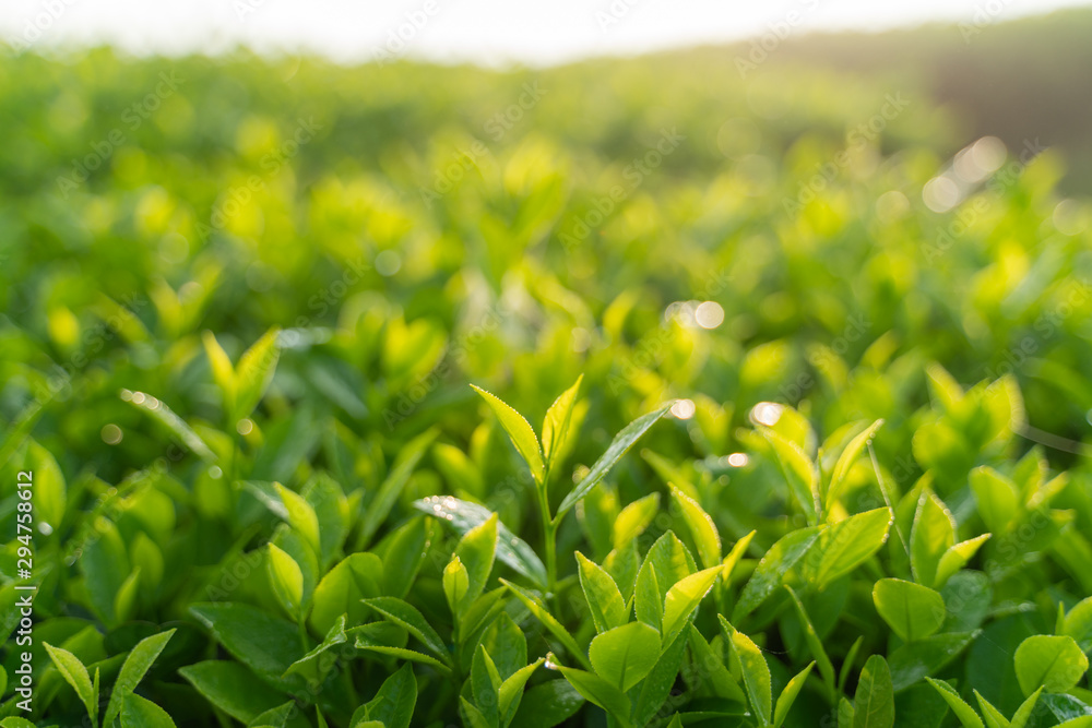 Green tea buds and leaves at early morning on plantation Green tea buds and leaves at early morning on plantation