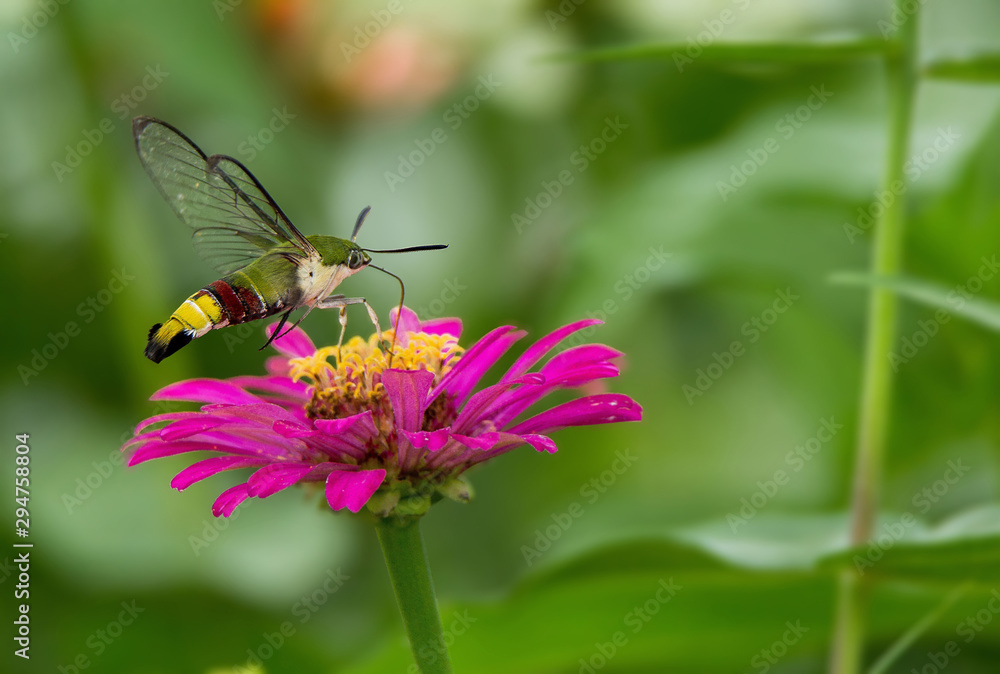 Humming bird Hawk-Moth Butter Fly Humming bird Hawk-Moth Butter Fly