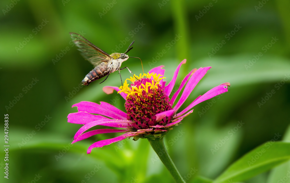Humming bird Hawk-Moth Butter Fly Humming bird Hawk-Moth Butter Fly