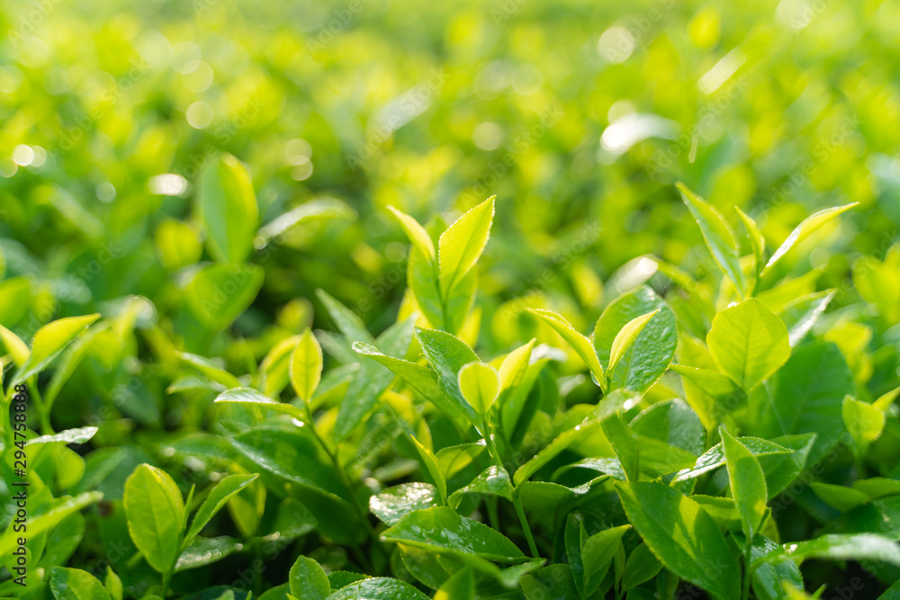 Fototapeta premium Green tea buds and leaves at early morning on plantation
