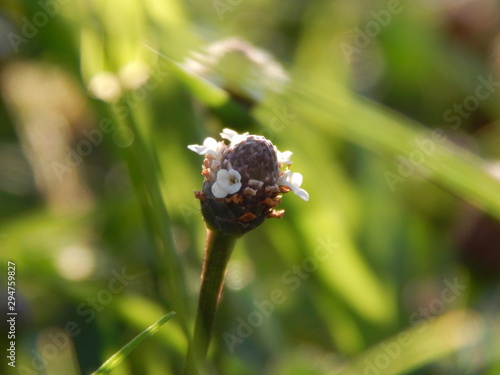 Flower first plane