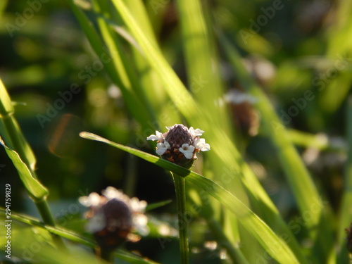 Mini Flower