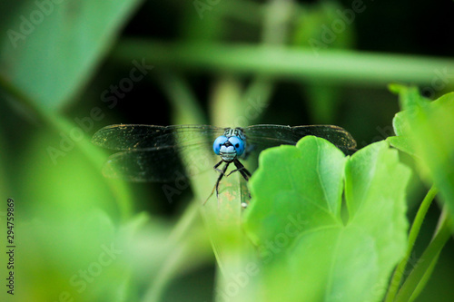 blue eye dragonfly on a blade of grass