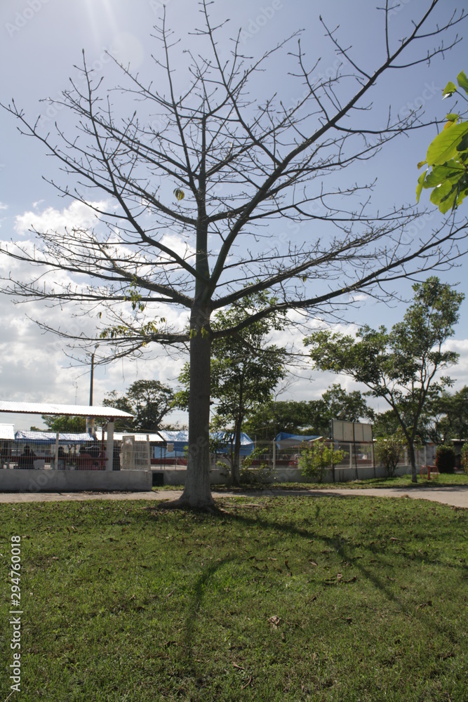 Fototapeta premium Tree